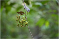 Parsonsia alboflavescens
